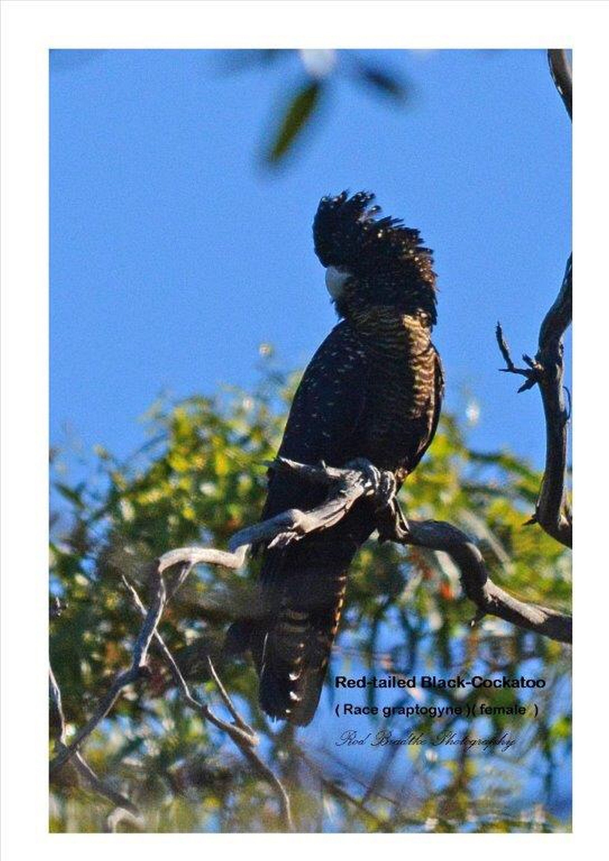 Redtail black Cockatoos found on the farm 1