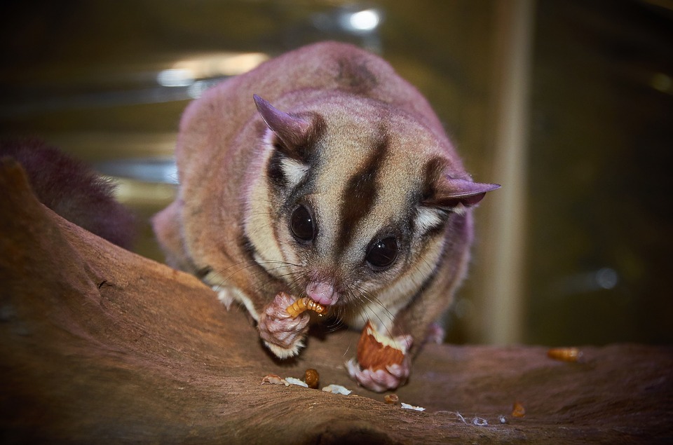 sugar glider