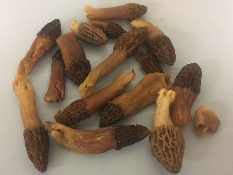 Morel mushrooms found on the farm
