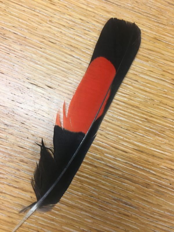 My red tail feather